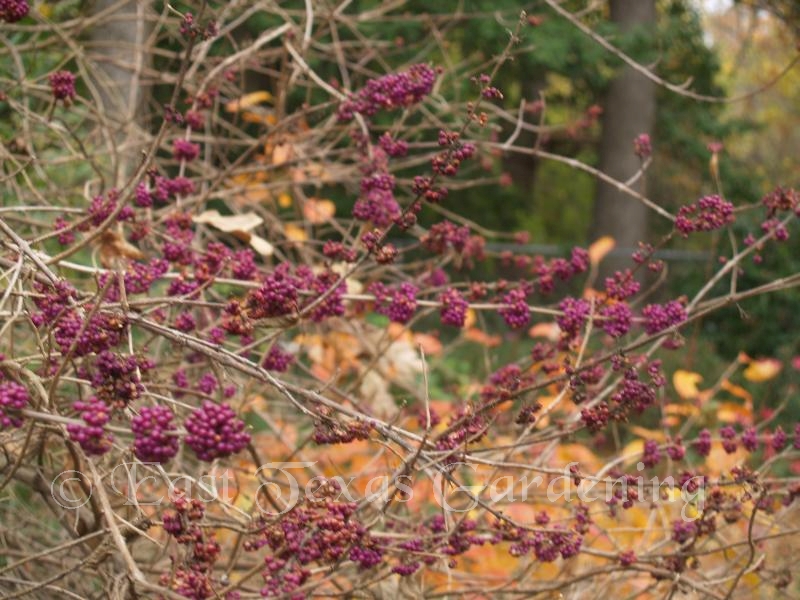 American Beautyberry
